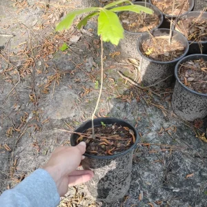 Southern Red Oak Tree Live Plant - 1 Gallon Pot - Outdoor Quercus falcata - Image 3