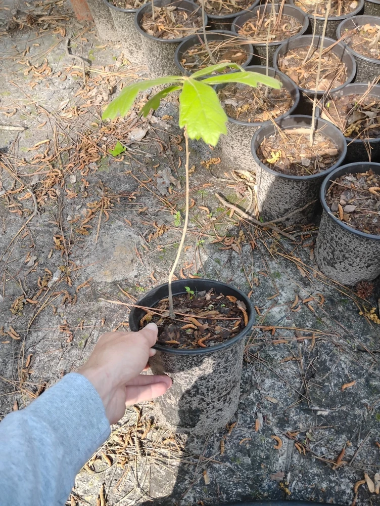 Southern Red Oak Tree Live Plant - 1 Gallon Pot - Outdoor Quercus falcata - Image 3