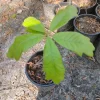 Southern Red Oak Tree Live Plant - 1 Gallon Pot - Outdoor Quercus falcata - Image 1