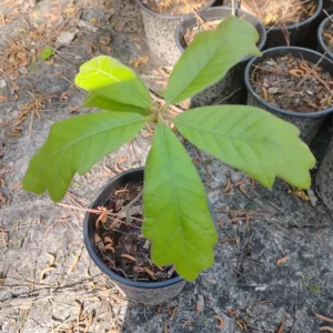 Southern Red Oak Tree Live Plant - 1 Gallon Pot - Outdoor Quercus falcata - Image 1