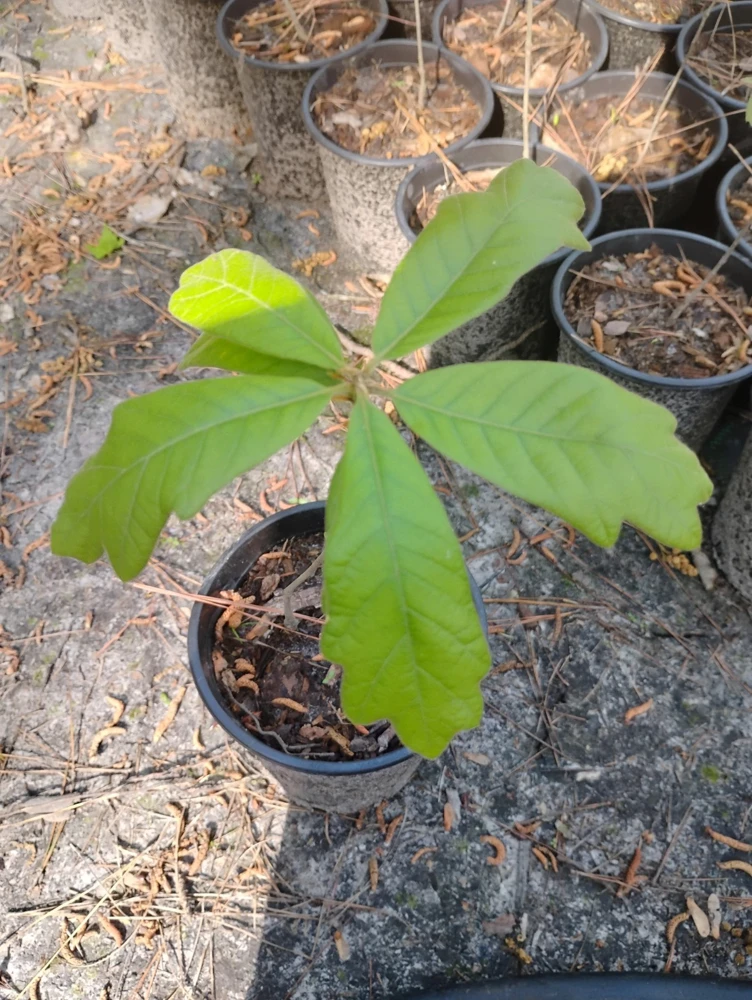 Southern Red Oak Tree Live Plant - 1 Gallon Pot - Outdoor Quercus falcata - Image 1