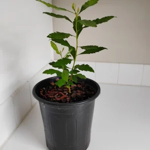 Southern Wax Myrtle Live Plant – 1 Gallon Pot – Outdoor Shrub – Green Foliage - Image 2