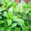 Spearmint Live Plant – 3-5 inch Seedlings for Garden & Pots - Image 1