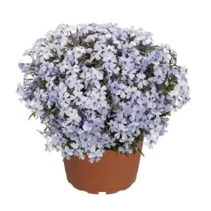Spring Blue Phlox Live Plant – Woodland Perennial – Lavender-Blue Flowers – USDA Zones 3-8 - Image 2