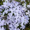 Spring Blue Phlox Live Plant – Woodland Perennial – Lavender-Blue Flowers – USDA Zones 3-8 - Image 1