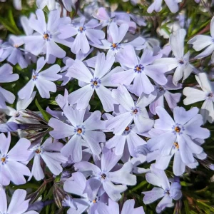 Spring Blue Phlox Live Plant – Woodland Perennial – Lavender-Blue Flowers – USDA Zones 3-8 - Image 1