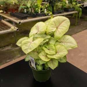 SPRING SALE - Syngonium Chiffon Allusion Houseplants - Image 2