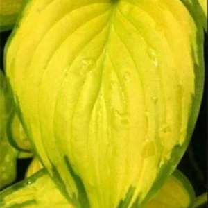 Stained Glass Hosta Live Plant - Golden & Blue-Green Variegated Foliage, Shade Lover - Image 2