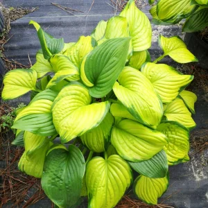 Stained Glass Hosta Live Plant - Golden & Blue-Green Variegated Foliage, Shade Lover - Image 1