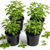 Stevia Live Plant Set - 4 Rooted Herb Plants, 4-6 Inches Tall, for Garden & Patio - Image 1
