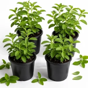 Stevia Live Plant Set - 4 Rooted Herb Plants, 4-6 Inches Tall, for Garden & Patio - Image 1