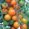 SunSugar Cherry Tomato Live Plants – 2 Seedlings, 5-9 inches Tall – Indeterminate - Image 1