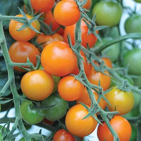 SunSugar Cherry Tomato Live Plants – 2 Seedlings, 5-9 inches Tall – Indeterminate - Image 1