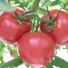 Supersonic Tomato Live Plants - 3 Plants, 4-9" Tall, Indeterminate, Early Producing - Image 1