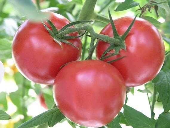 Supersonic Tomato Live Plants - 3 Plants, 4-9" Tall, Indeterminate, Early Producing - Image 1