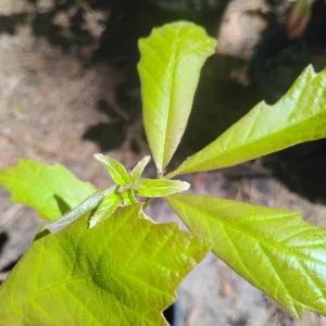 Swamp White Oak Tree Live Plant - 1 Gallon Pot - Outdoor Quercus bicolor - Image 2