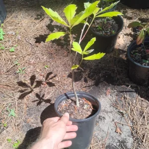 Swamp White Oak Tree Live Plant - 1 Gallon Pot - Outdoor Quercus bicolor - Image 3
