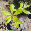 Swamp White Oak Tree Live Plant - 1 Gallon Pot - Outdoor Quercus bicolor - Image 1