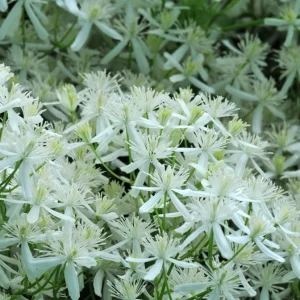 Sweet Autumn Clematis Live Plant - Fragrant White Flowers, Fast Growing Vine, USDA Zones 5-9 - Image 2