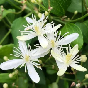 Sweet Autumn Clematis Live Plant - Fragrant White Flowers, Fast Growing Vine, USDA Zones 5-9 - Image 3