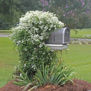 Sweet Autumn Clematis Live Plant - Fragrant White Flowers, Fast Growing Vine, USDA Zones 5-9 - Image 4