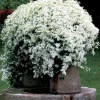 Sweet Autumn Clematis Live Plant - Fragrant White Flowers, Fast Growing Vine, USDA Zones 5-9 - Image 1