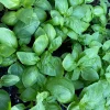 Sweet Basil Live Herb Plant Seedlings - Aromatic Culinary Garden Plant - Image 1