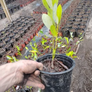 Sweet Bay Magnolia Live Plant – 1 Gallon Pot – Outdoor Fragrant Tree – Potted Sapling - Image 2