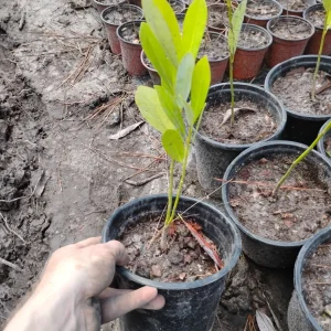 Sweet Bay Magnolia Live Plant – 1 Gallon Pot – Outdoor Fragrant Tree – Potted Sapling - Image 3