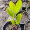 Sweet Bay Magnolia Live Plant – 1 Gallon Pot – Outdoor Fragrant Tree – Potted Sapling - Image 1