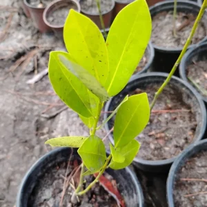 Sweet Bay Magnolia Live Plant – 1 Gallon Pot – Outdoor Fragrant Tree – Potted Sapling - Image 1