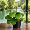 Sweetheart Hoya Live Plant - Heart Leaf Hoya Succulent, 4-8 Inch Tall, No Pot - Image 1