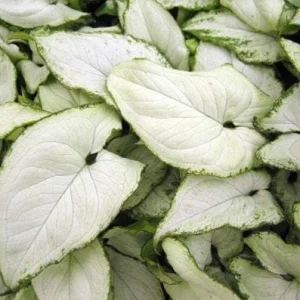 Syngonium Holly M Live Plant - White Arrowhead Vine Houseplant 2.5 inch pot - Image 2