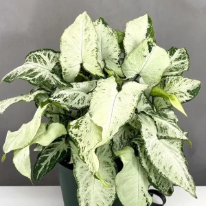Syngonium Holly M Live Plant - White Arrowhead Vine Houseplant 2.5 inch pot - Image 3