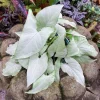 Syngonium Holly M Live Plant - White Arrowhead Vine Houseplant 2.5 inch pot - Image 1