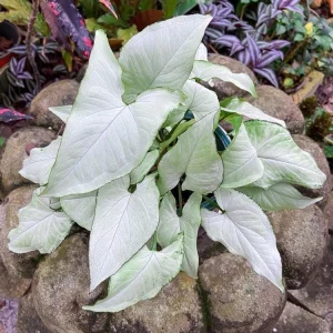 Syngonium Holly M Live Plant - White Arrowhead Vine Houseplant 2.5 inch pot - Image 1