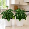 Syngonium Live Plant Set – Arrowhead Indoor Plant, 5-8 Inch Tall, 4 Inch Pot, 2-Pack - Image 1