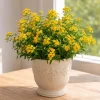 Texas Tarragon Live Plant Set (4-Pack), 4-8 Inch Tall, Mint Marigold Herb, Heat Tolerant Perennial for Culinary Use - Image 1