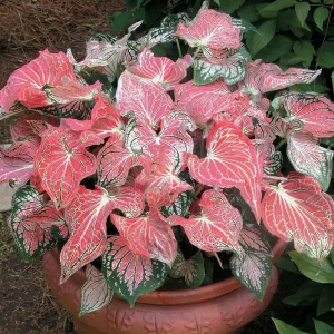 Thai Beauty Caladium Bulbs - Vibrant Pink & Green Foliage - Indoor/Outdoor - Image 3