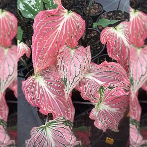 Thai Beauty Caladium Bulbs - Vibrant Pink & Green Foliage - Indoor/Outdoor - Image 4