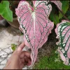Thai Beauty Caladium Bulbs - Vibrant Pink & Green Foliage - Indoor/Outdoor - Image 1
