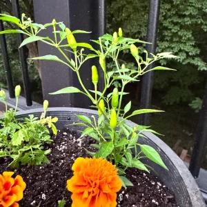 Thai Birds Eye Chili Live Plant – 5-7 inch Seedlings – 2 Pack – Outdoor - Image 2
