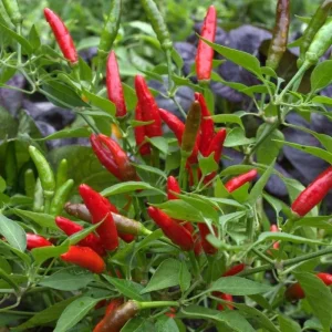 Thai Birds Eye Chili Live Plant – 5-7 inch Seedlings – 2 Pack – Outdoor - Image 1