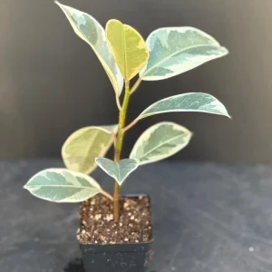 Tineke Rubber Tree Live Plant, Variegated Ficus Elastica 'Tineke', Indoor Houseplant - Image 2