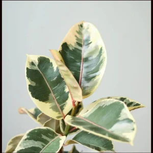 Tineke Rubber Tree Live Plant, Variegated Ficus Elastica 'Tineke', Indoor Houseplant - Image 3