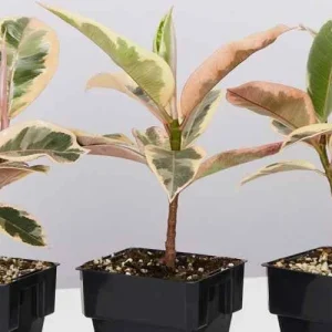 Tineke Rubber Tree Live Plant, Variegated Ficus Elastica 'Tineke', Indoor Houseplant - Image 4
