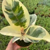 Tineke Rubber Tree Live Plant, Variegated Ficus Elastica 'Tineke', Indoor Houseplant - Image 1