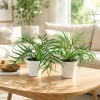 Tortum Philodendron Live Plant Set - 2 Pack, 4-8 Inch Tall Houseplant for Indoor - Image 1