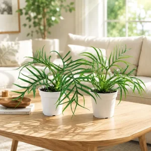 Tortum Philodendron Live Plant Set - 2 Pack, 4-8 Inch Tall Houseplant for Indoor - Image 1