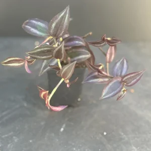 Tradescantia Dark Desire Live Plant – Wandering Jew with Burgundy Foliage – 2.5x4 inch Pot – Indoor/Outdoor - Image 2